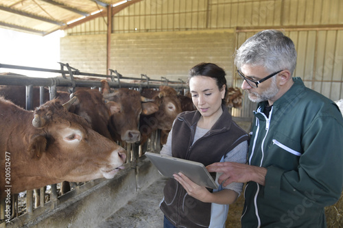 Fototapeta Naklejka Na Ścianę i Meble -  Farmer with veterinary in cow shed connected with digital tablet