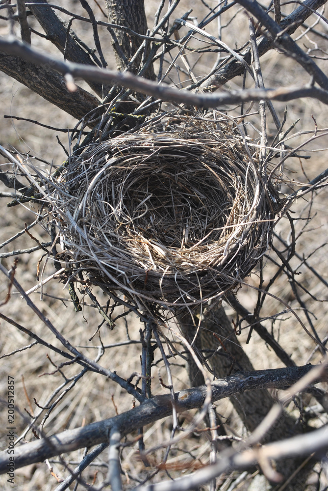 Abandoned nest on thorn branches without leaves, vertical, top view Abandoned nest on thorn branches without leaves, vertical, top view