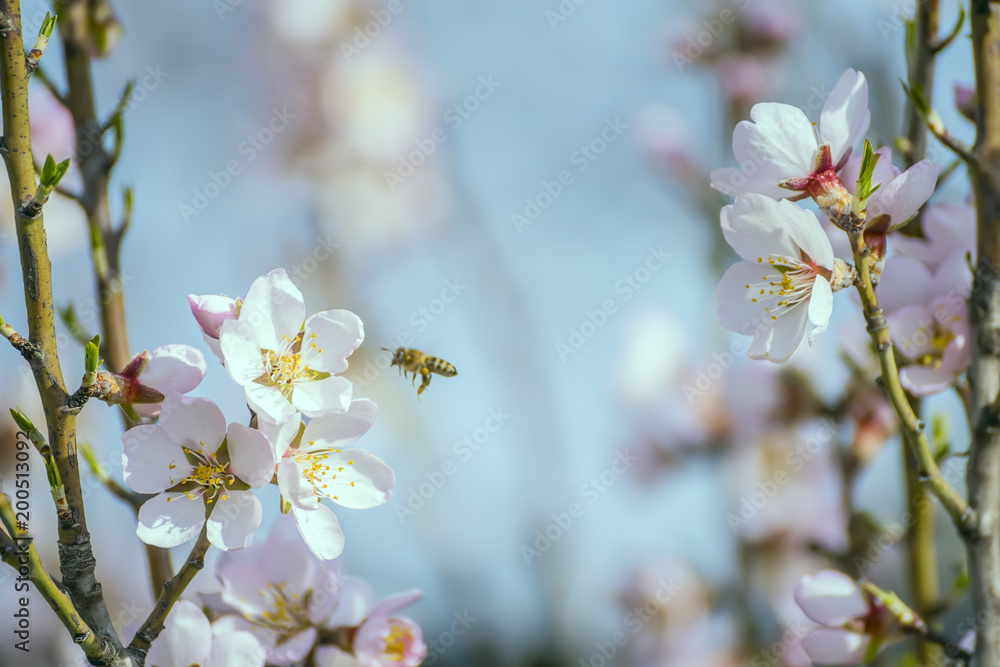Delicate branches of blossoming almonds, blue spring sky and bees in flight.
