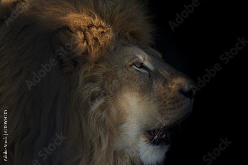 Fototapeta Naklejka Na Ścianę i Meble -  Лев