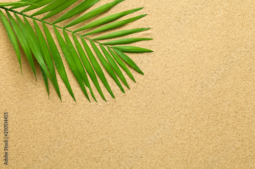 Summer Background with Green Palm Leaf