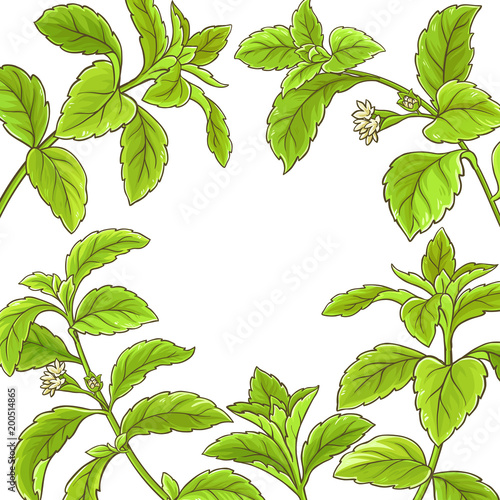 stevia branch vector frame