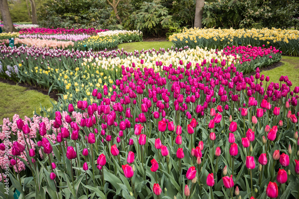 colorful tulips, daffodils and hyacinths blooming in a garden