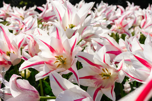 Fototapeta Naklejka Na Ścianę i Meble -  Lily-flowered tulips in spring garden