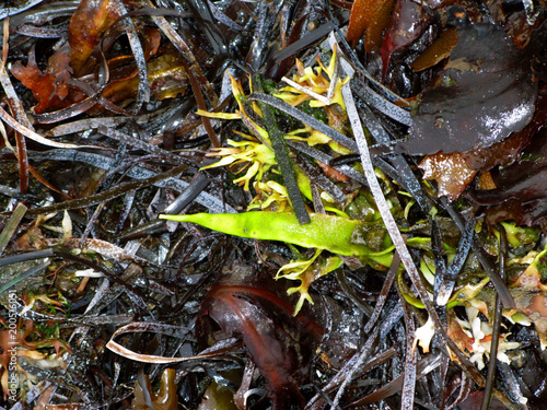 Laesoe / Denmark: Jumble of algae and seaweed washed up on the beach by an autumn storm photo