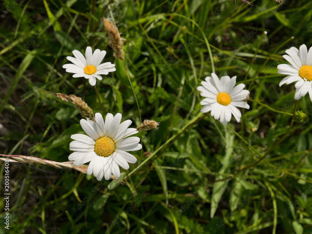 Blooming oxeye daisy (Leucanthemum vulgare) on flower meadow in the summer, in Estonia. Blooming oxeye daisy (Leucanthemum vulgare) on flower meadow in the summer, in Estonia.