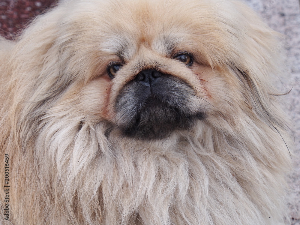 Il mio principino pechinese Simba Il mio principino pechinese Simba