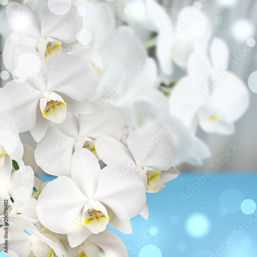 Fototapeta Naklejka Na Ścianę i Meble -  White Orchid on a blue background.
