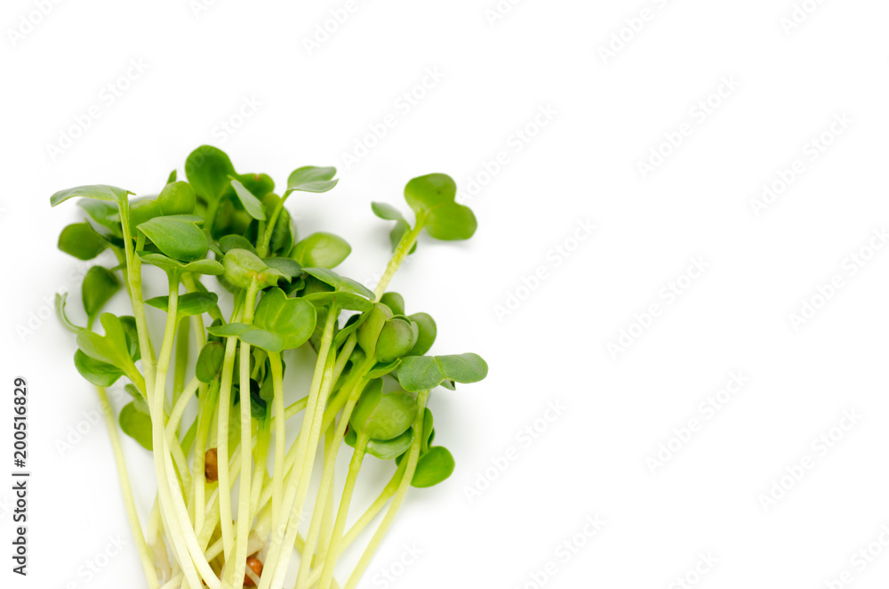 Obraz premium Alfalfa sprouts