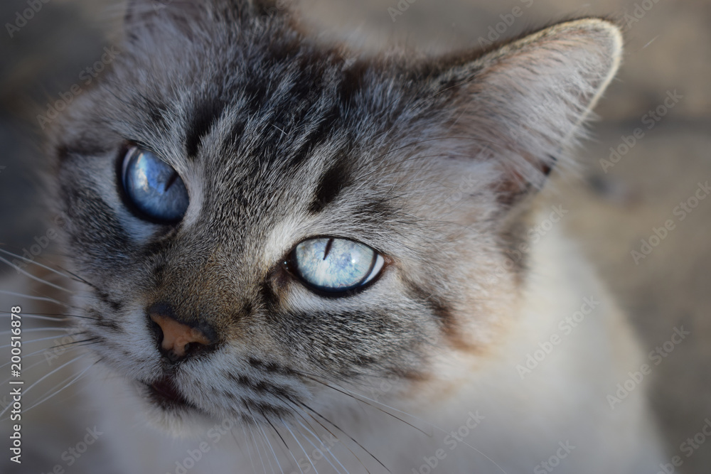 Cat with light blue eyes