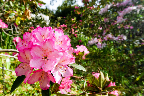 Bright pink rhododendron flowers