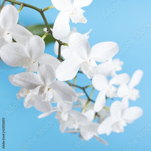 White Orchid on a blue background.