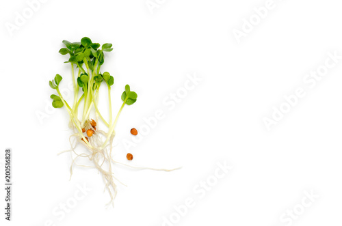 Alfalfa sprouts