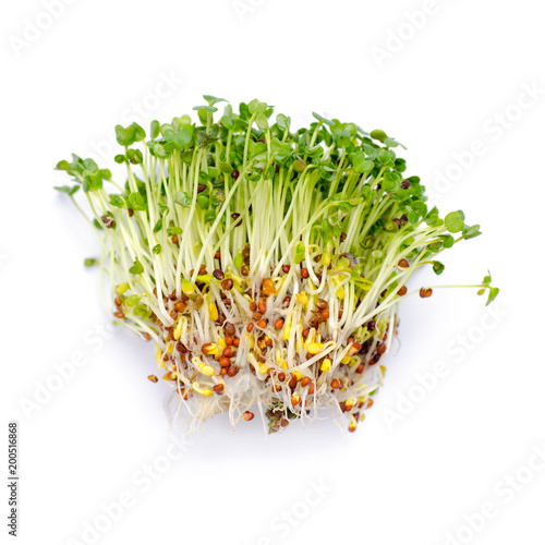 Bild auf Leinwand Alfalfa sprouts