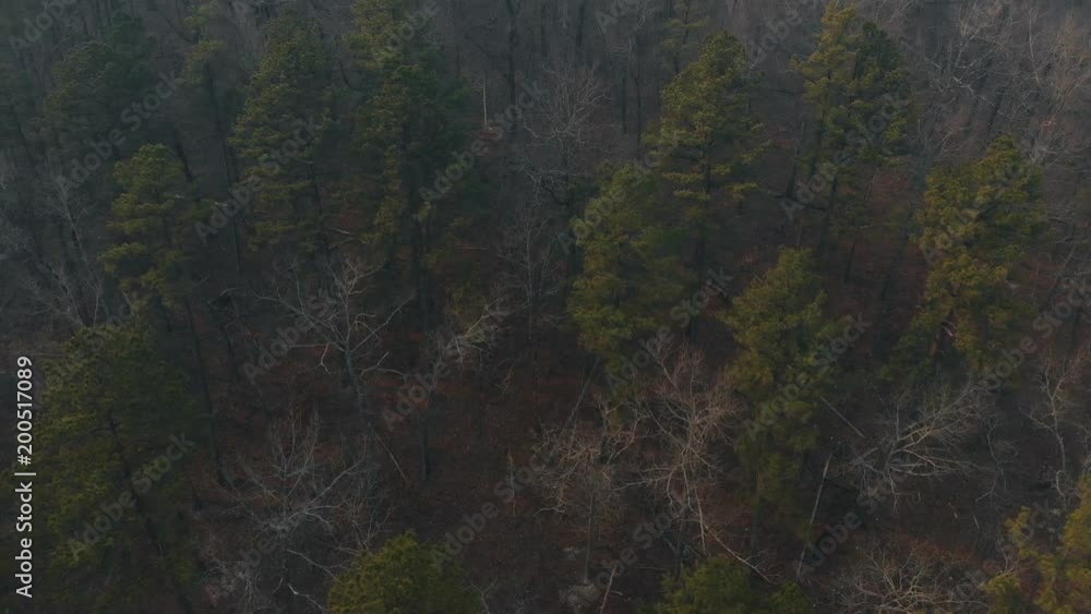 Smoke over Forest from Controlled Burn Smoke over Forest from Controlled Burn