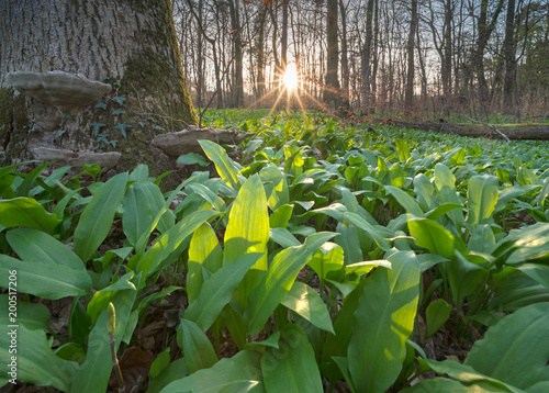 Sonnenuntergang im Bärlauchwald photo