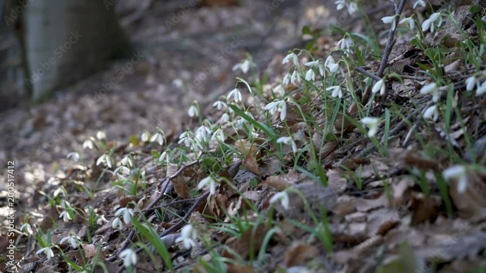 Snowdrops in windy forest Slow motion Dolly shot Snowdrops in windy forest Slow motion Dolly shot