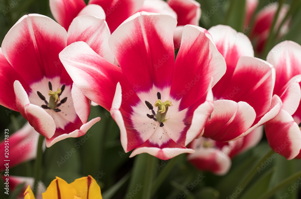 colorful botanical tulips flowers blooming in a garden colorful botanical tulips flowers blooming in a garden