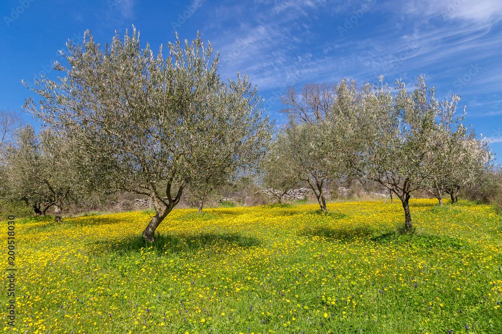 Olive tree field Olive tree field