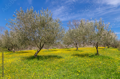 Olive tree field