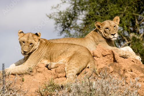 Young Lions Laying Down On A Hill