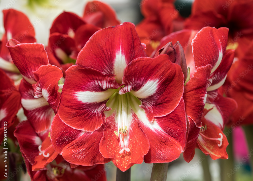 Fototapeta premium red and white amaryllis flower blooming in a natural garden