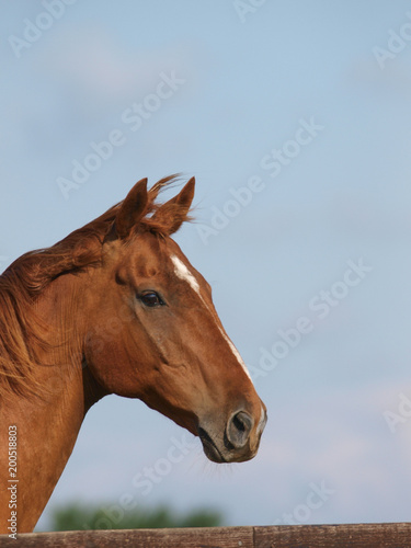 Single Horse Head Shot © Nigel Baker