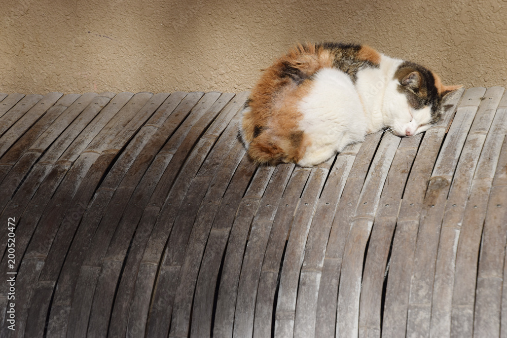 A Sleeping Cat On The Inuyarai Fence In Kyoto Town 犬矢来の上で昼寝する京都のネコ 背面 Stock Photo Adobe Stock