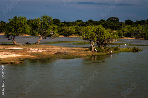 Safari in Sri lanka. Seeing different animals. Herons