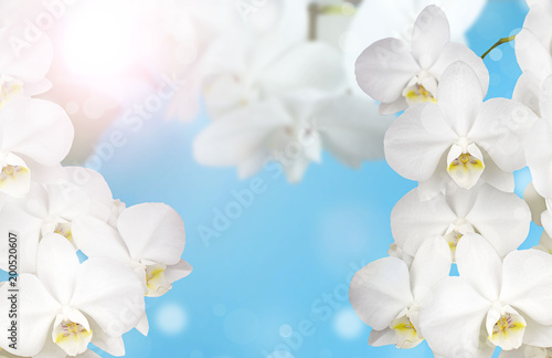 White Orchid on a blue background.