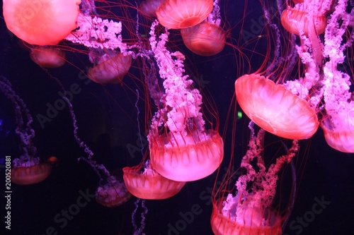 glowing jellyfish