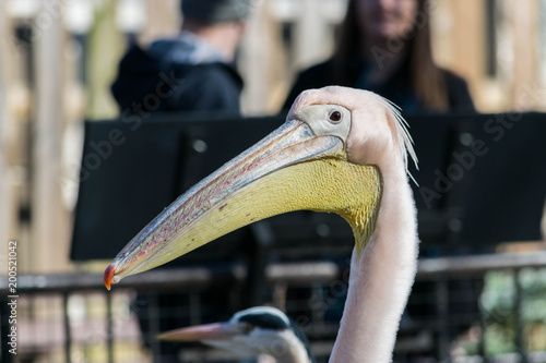 Great white or eastern white pelican, rosy pelican or white pelican, close-up view. photo