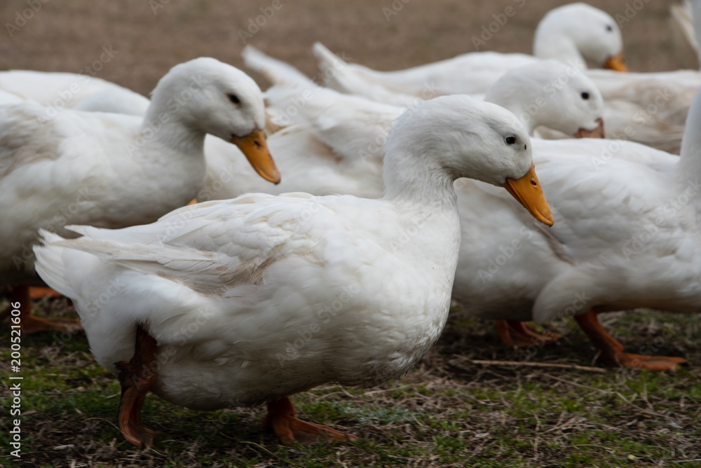 Obraz premium アヒル