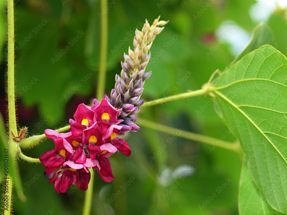 葛の花 Stock 写真 Adobe Stock 葛の花 Stock 写真 Adobe Stock