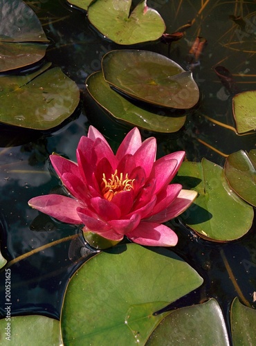 Water lily. Pink.