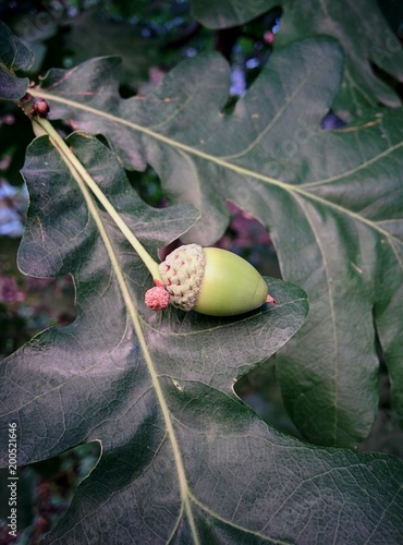 Acorn on the leaves.