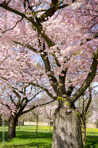 Frühlingserwachen, Glück, Freude, Optimismus, Glückwunsch, alles Liebe: zarte, duftende japanische Kirschblüten vor blauem Frühlingshimmel :)