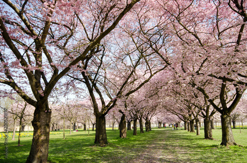 Frühlingserwachen, Glück, Freude, Sonne un Wärme genießen, Optimismus, Glückwunsch, alles Liebe: zarte, duftende japanische Kirschblüten vor blauem Frühlingshimmel :) © doris oberfrank-list