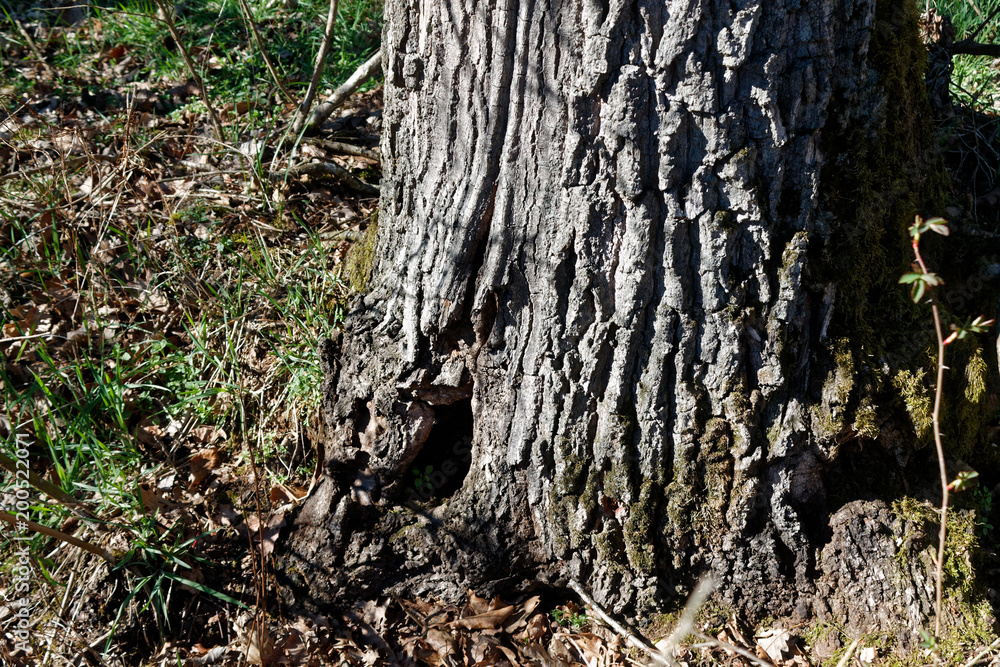 Wooden stump in spring forest, good for meditation and mind cleaning Wooden stump in spring forest, good for meditation and mind cleaning