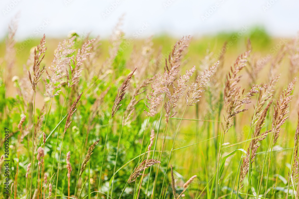 Natural summer background with grass on field. Warm sunny day.