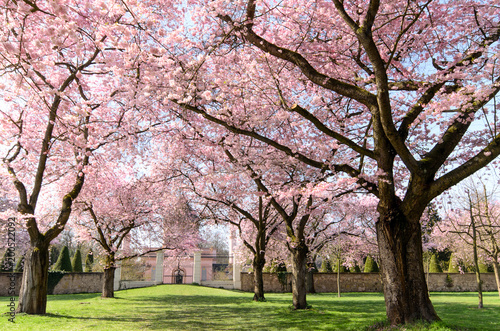 Frühlingserwachen, Glück, Freude, Sonne un Wärme genießen, Optimismus, Glückwunsch, alles Liebe: zarte, duftende japanische Kirschblüten vor blauem Frühlingshimmel :)