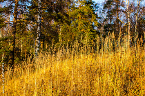 Dry grass on a hill in the sun in autumn 