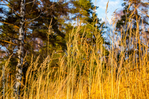 Dry grass on a hill in the sun in autumn 