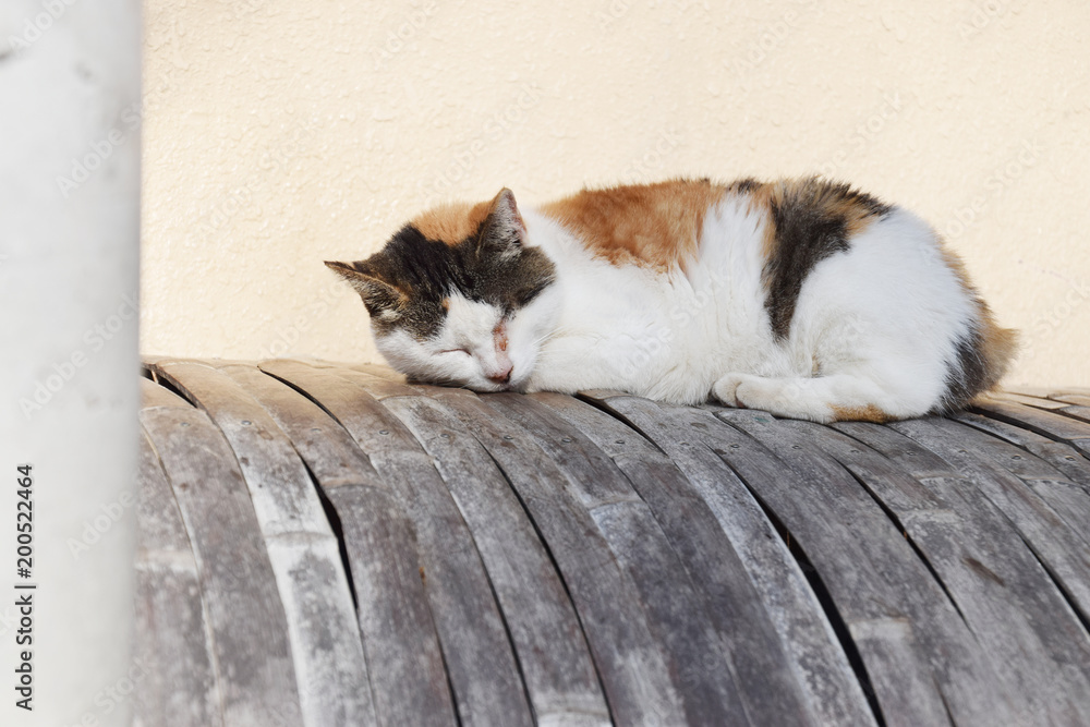A Sleeping Cat On The Inuyarai Fence In Kyoto Town 犬矢来の上で昼寝する京都のネコ Stock Photo Adobe Stock
