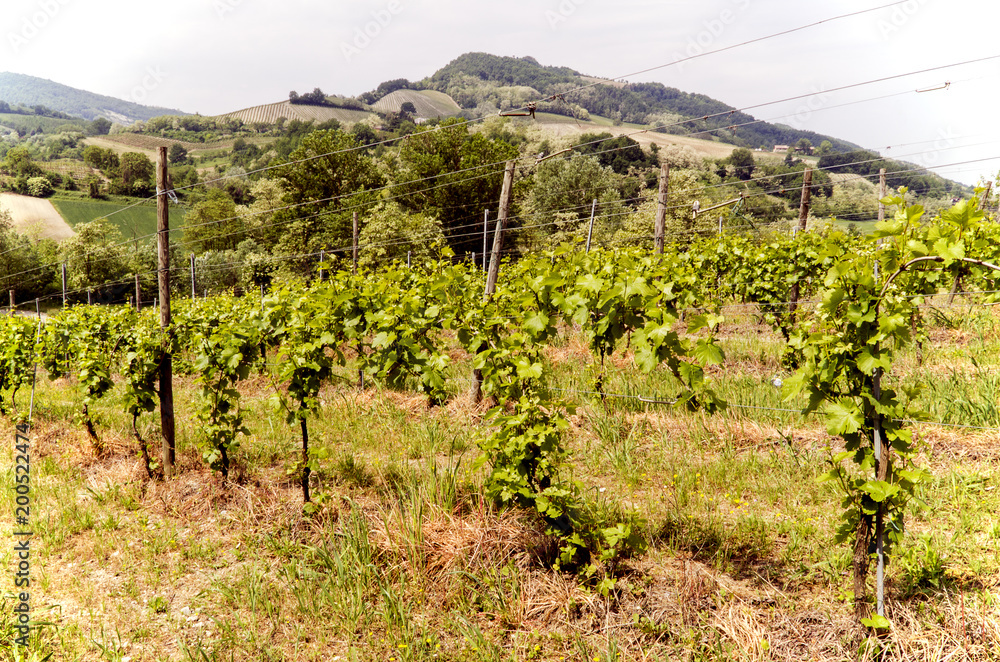 Vineyard in Italian valley, in a summer sunny day.