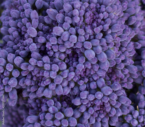 Purple broccoli florets close-up