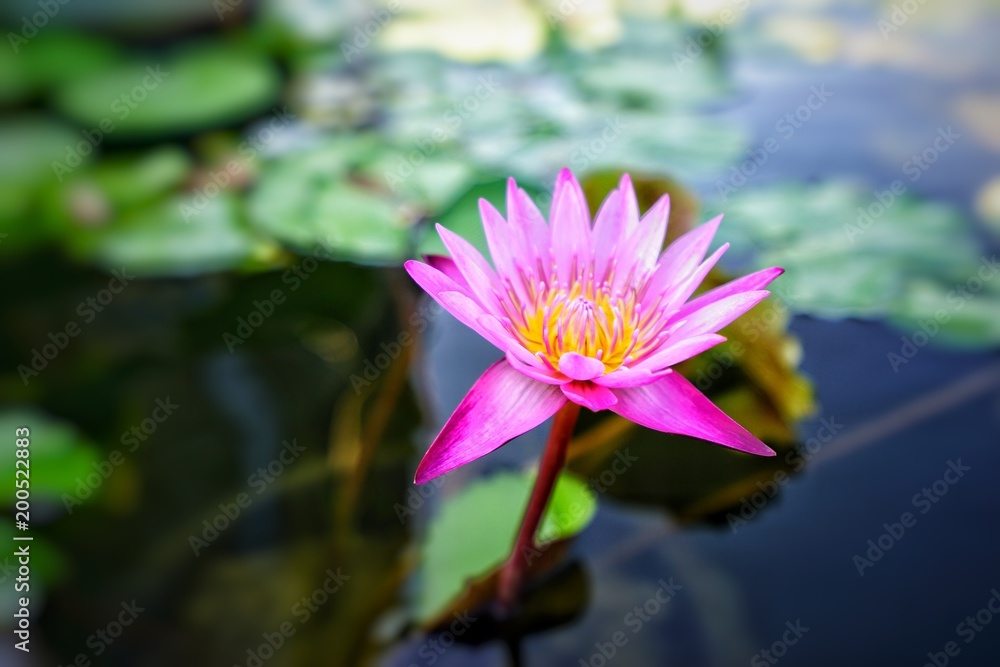 Lotus is a sacred flower. Many colors are odorless. Used in most merit. Lotus is a sacred flower. Many colors are odorless. Used in most merit.