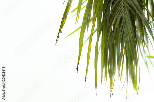 Bamboo leaves on a white background