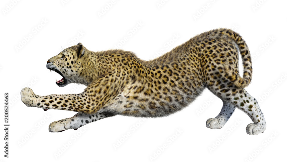 3D Rendering Big Cat Leopard on White 3D Rendering Big Cat Leopard on White