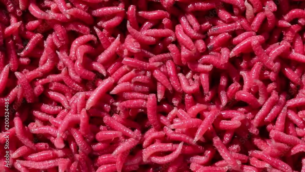 Larvae Larvae